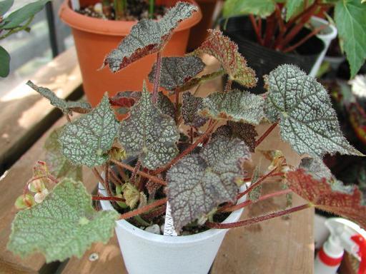 B. ‘Fred Bedson’